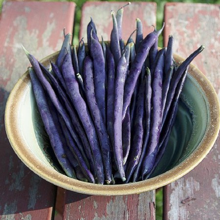 Eden Brothers Bean Seeds (Bush) - Royal Burgundy Non-GMO Seeds for Planting  1/4 Pound | High-Yielding  Low-Maintenance Vegetable Seeds  Plant During 