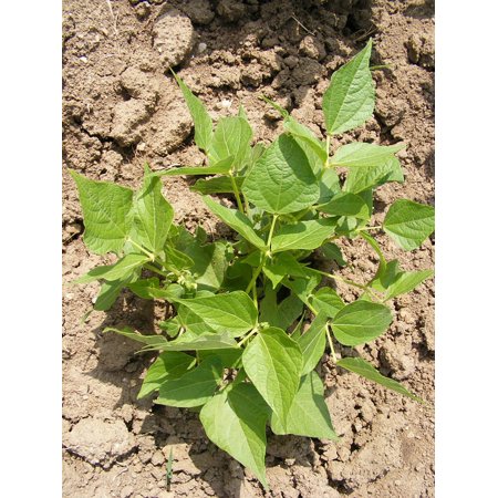 Leguminosae Plant Bush Fabaceae Bean Leaves Green-12 Inch by 18 Inch Laminated Poster with Bright Colors and Vivid Imagery-Fits Perfectly in Many Attr