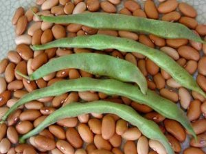 Bush Bean Romano 14 D13105A (Green) 50 Organic Seeds by David's Garden Seeds