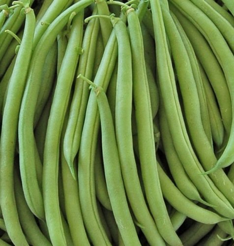Bush Bean - Heirloom - Provider