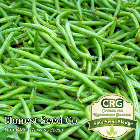 Bush Bean Seeds - Contender | Non-GMO | Heirloom | Fresh Garden Seeds USA