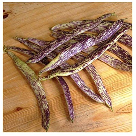 Dragon S Tongue Bush Bean Seeds - 20 Large Bean Seeds - Marde Ross & Company ®