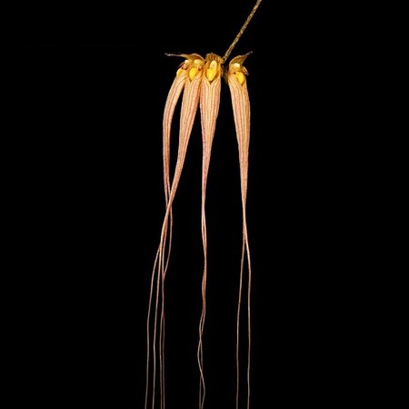 Bulbophyllum longiflorum in Moss A464