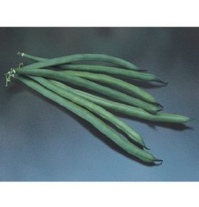 Bush Bean Jade D16se (Green) 100 Organic Seeds by David's Garden Seeds