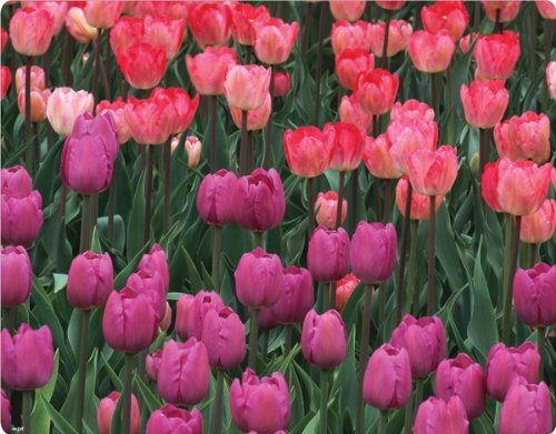 Skinit Protective Skin for Curve 8530 - Tulips