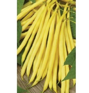 Bush Bean Concador D2596A (Yellow) 100 Seeds by David's Garden Seeds