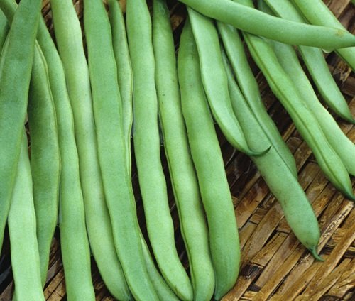 Kentucky Wonder Bush Bean Seeds - 14 Grams