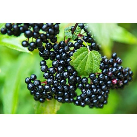 Anita S Best Black Bearing Elderberry Cutting to Grow - Grow One Anita S Best Elderberry Bush - Live Plant  Made in USA