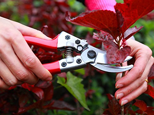 Pruning Shears - Best Pruning Tools,Pruning Snip,Tree Trimmer, Garden Shears-Best Price Scissors Hand Pruner for Tree,Rose,Bonsai and Bush Trimmers! thumbnail