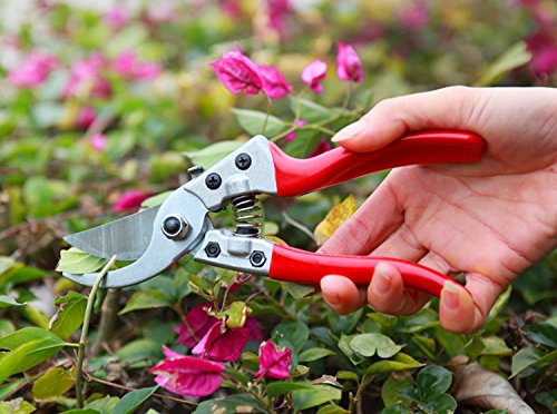 Pruning Shears - Best Pruning Tools,Pruning Snip,Tree Trimmer, Garden Shears-Best Price Scissors Hand Pruner for Tree,Rose,Bonsai and Bush Trimmers! thumbnail