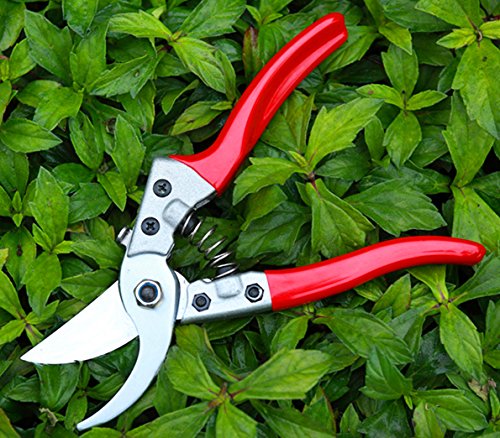 Pruning Shears - Best Pruning Tools,Pruning Snip,Tree Trimmer, Garden Shears-Best Price Scissors Hand Pruner for Tree,Rose,Bonsai and Bush Trimmers! thumbnail