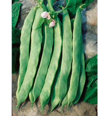 Bush Bean Jumbo D011k (Green) 100 Organic Seeds by David's Garden Seeds