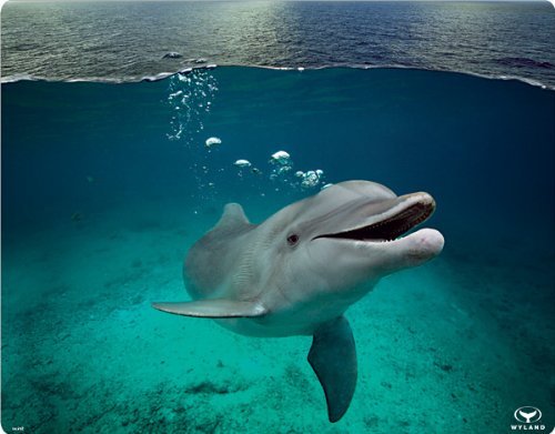 Skinit Protective Skin for Curve 8530 (Smiling Dolphin)