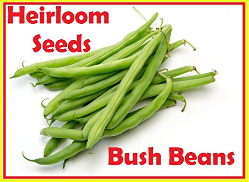 Green Bean Seeds-Heirloom Variety-Bush Bean Planting Seeds-50+ Seeds-USA Grown and Shipped from USA
