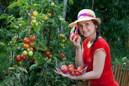 Green Bean Seeds-Heirloom Variety-Bush Bean Planting Seeds-50+ Seeds-USA Grown and Shipped from USA thumbnail