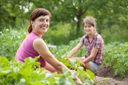 Green Bean Seeds-Heirloom Variety-Bush Bean Planting Seeds-50+ Seeds-USA Grown and Shipped from USA thumbnail
