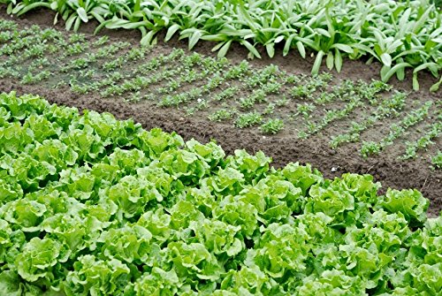 Green Bean Seeds-Heirloom Variety-Bush Bean Planting Seeds-50+ Seeds-USA Grown and Shipped from USA thumbnail