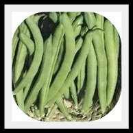 Green Bean Seeds-Heirloom Variety-Bush Bean Planting Seeds-50+ Seeds-USA Grown and Shipped from USA thumbnail