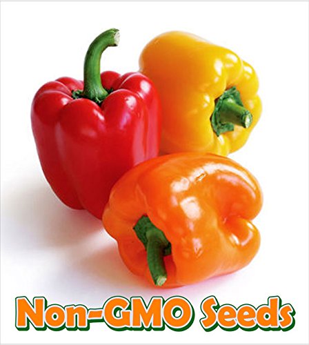 Bush Bean Contender D13103A (Green) 50 Organic Seeds by David's Garden Seeds thumbnail