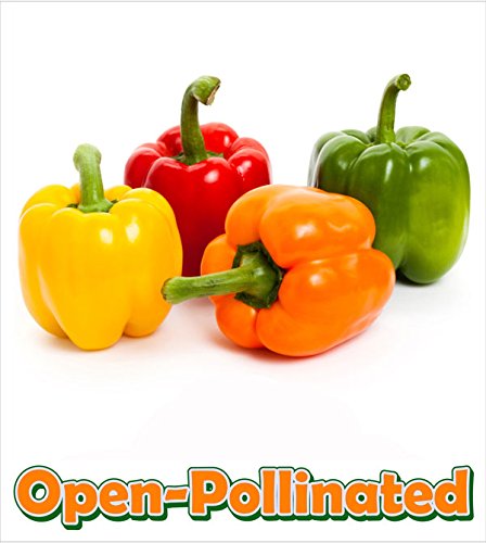 Bush Bean Contender D13103A (Green) 50 Organic Seeds by David's Garden Seeds thumbnail