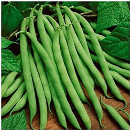 75 Bean Seeds  Blue Lake 274  Heirloom Bean  Bush Green Beans  Non-GMO  Tasty  75ct