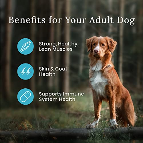 Blue Buffalo Wilderness Natural High-Protein Adult Dog Dry Food  Salmon Recipe  13-lb thumbnail