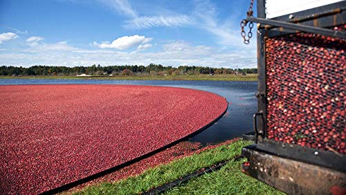 Ocean Spray 100% Juice Cranberry, 64 Ounce Bottles (Pack of 8) thumbnail