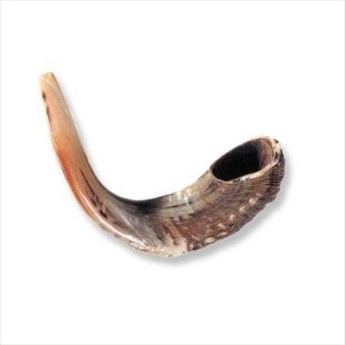 Holy Land Gifts 4875 Shofar Rams Horn C 12 in. 13 in