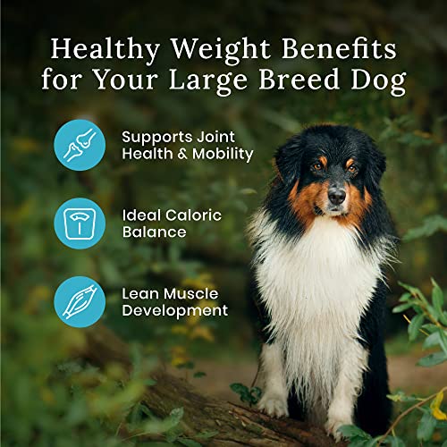 Blue Buffalo Wilderness Healthy Weight Adult Large Breed Dry Dog Food  Chicken  28-lb thumbnail