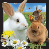 3D Lenticular Magnet - Rabbit - #1021