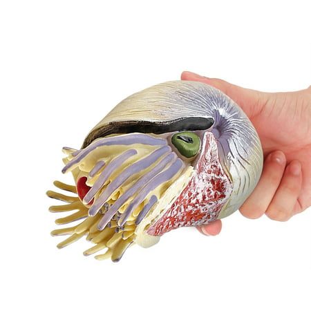 Usupdd Children S Simulation Marine Life Model Solid Nautilus Animal Model Decoration Toys Usupdd 220727-4888