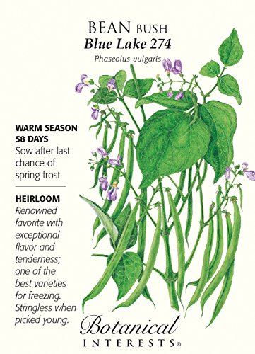 Blue Lake 274 Bush Bean Seeds - 25 Grams