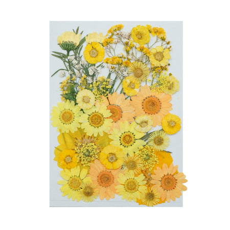 Miximx Real Dried Presse Flowers Leaves Natural Set with Butterfly Stickers - New Novel Real Dried Presse LTZ#3619