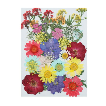 Real Dried Presse Flowers Leaves Natural Set with Butterfly Stickers - 2022 New Toys Real Dried Presse W-a#3619