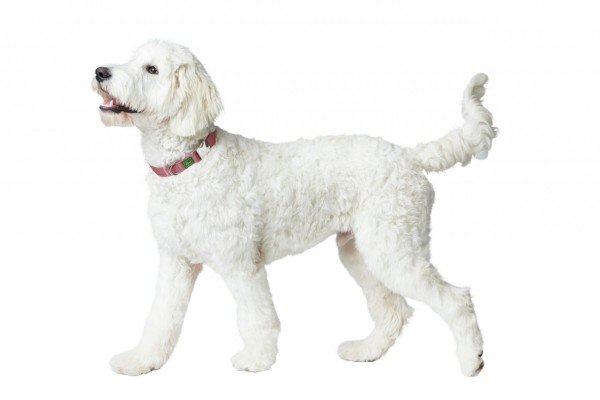 HUNTER Inari Pastellrot Hundehalsband