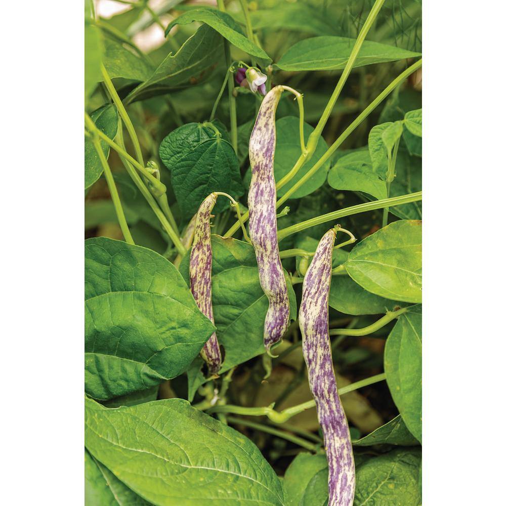 PROVEN WINNERS 4.25 in. Eco+Grande, Dragon Tongue Bush Bean (Phaseolus Vulgaris), Live Plant, (4-Pack)