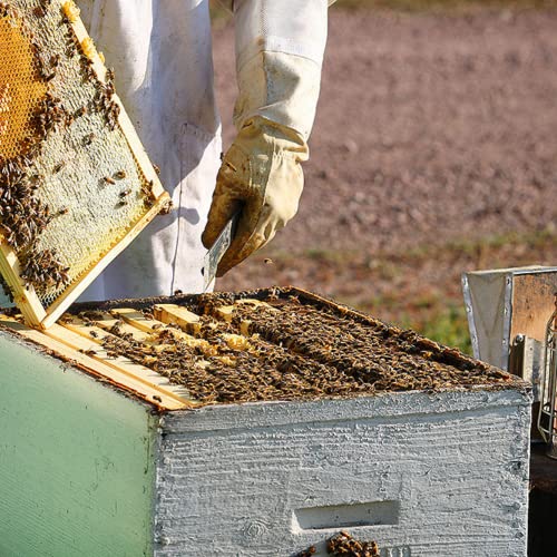Bee Shepherd Colorado Wildflower Honey - 100% Raw  Unfiltered  Natural Sweetness  Rich in Antioxidants  Pollen  Propolis & Royal Jelly  Perfect for Te thumbnail