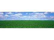 Bush Bean Field  Mcminnville  Oregon  USA Poster Print (18 X 6)