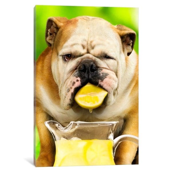Icanvas 'sour Face Pup' by Avanti Canvas Print