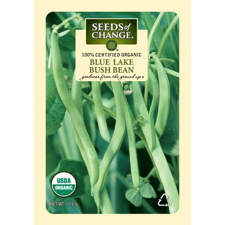 CYQUIO 1479 Blue Lake Bush Bean  Green