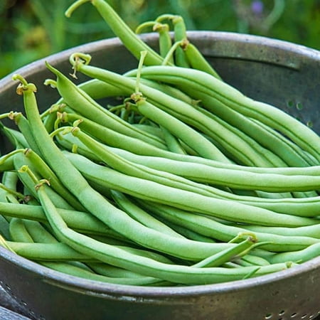 Gurney S 0.5 Lb. Bush Bean Blue Lake 274 (Seed Packet) 14138
