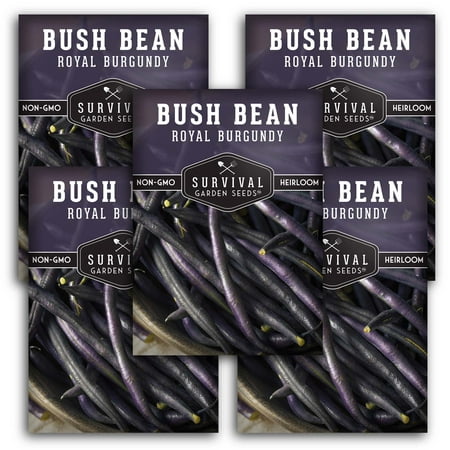 5 Packs Royal Burgundy Bush Bean Seeds - Non-GMO Heirloom Full Sun Annual Vegetable