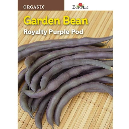 Burpee HL Bean Bush Royalty Purple Pod Seed 67311