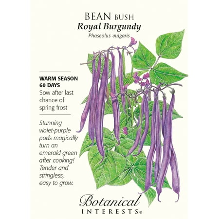 Royal Burgundy Bush Bean Seeds - 25 Grams - Botanical Interests