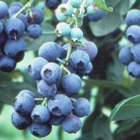 Pixies Gardens Tifblue Blueberry Bush 3 Gallon - One of the Oldest Blueberry Cultivars Still Being Planted and Considered One of the Best. Good Pollin