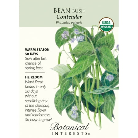 Organic Contender Bush Bean Seeds - 20 Grams