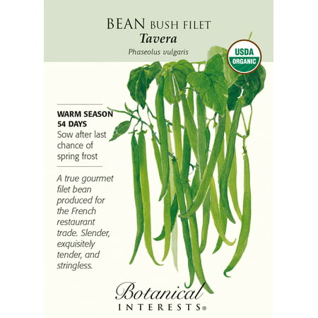Organic Tavera Bush Bean Seeds - 12 Grams