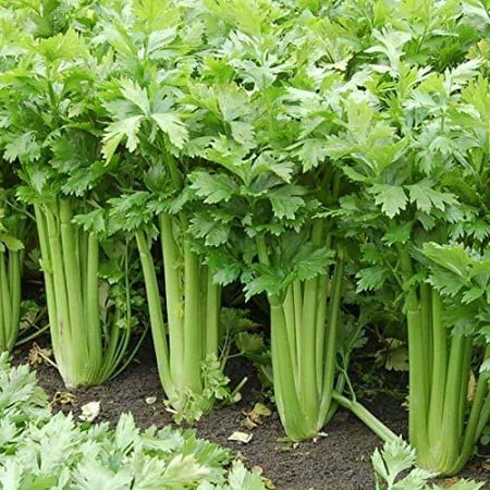 Giant Golden Pascal Celery Seeds | 500 - 5 000 Seeds | Non-GMO | 1136  1 000 Seeds 10% Discount