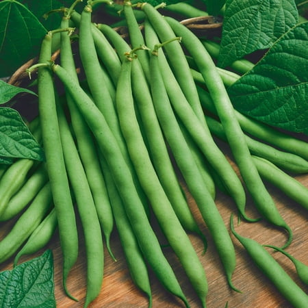 Eden Brothers Bean Seeds (Bush) - Blue Lake 274 Non-GMO Seeds for Planting  1 Ounce | High-Yielding  Low-Maintenance Vegetable Seeds  Plant During War