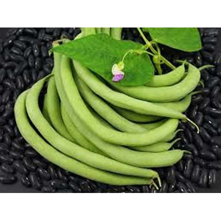 Bean Bush Black Valentine Great Heirloom Garden Vegetable 10 Seeds